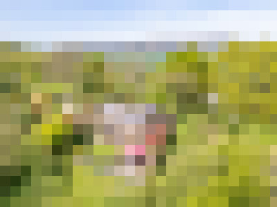 DJI 0330
