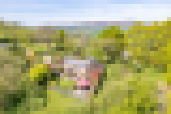 DJI 0330