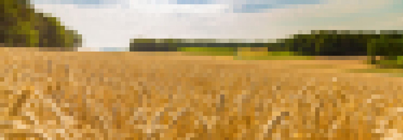 shutterstock 693569299 corn field