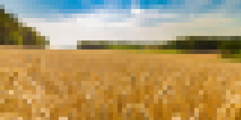 shutterstock 693569299 corn field