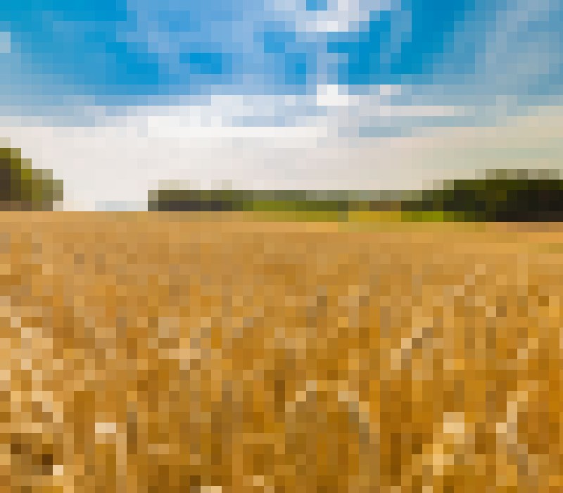 shutterstock 693569299 corn field