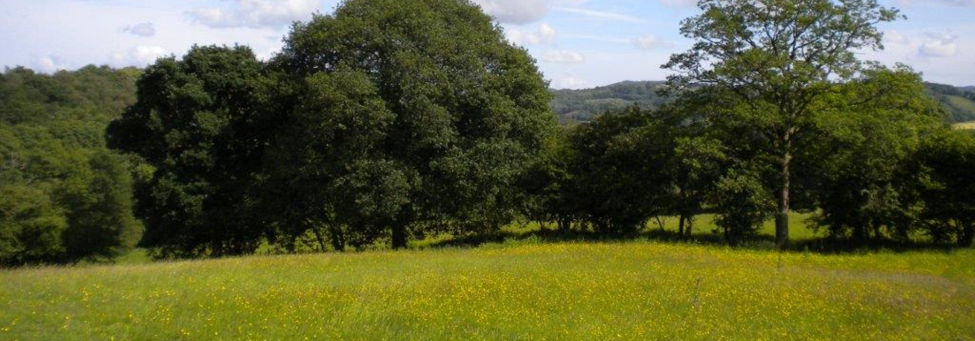 Pren y Derwen Land 018