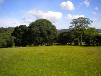 Pren y Derwen Land 018